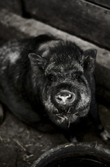 Vietnamese pig