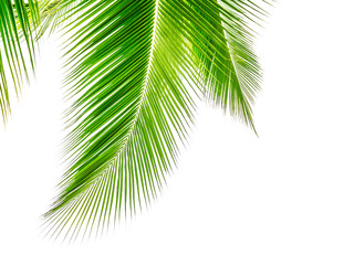 Coconut leaves.