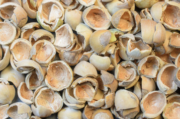 Hazel nuts shells background