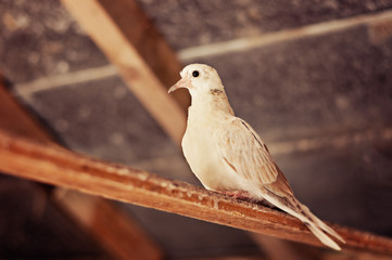 Turtle dove