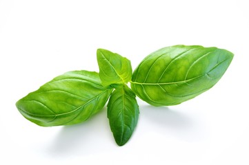 basil leaves on white background