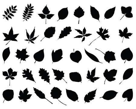 Silhouettes of foliage, vector