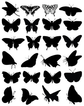 Silhouettes of butterflies-vector