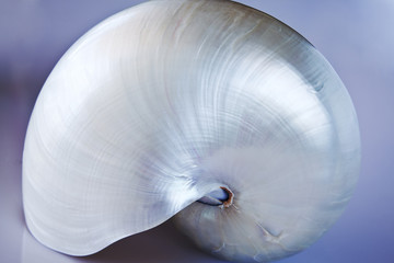 Nautilus con blue bcakground. © tingitania