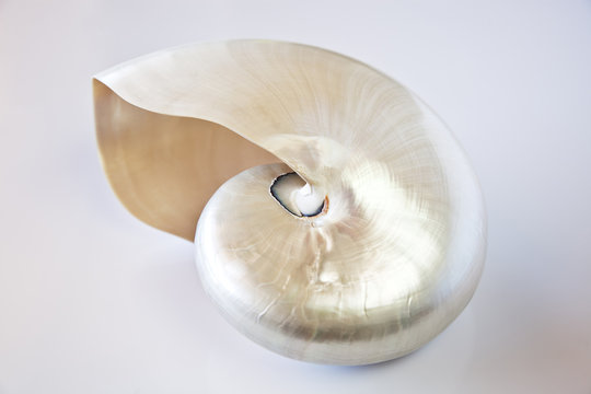 Nautilus .