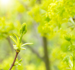 Green buds of a maple in the spring