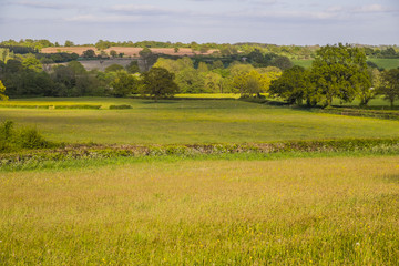 Fototapeta premium Farmland