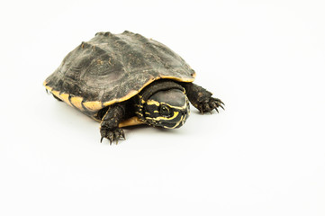 turtle on white background