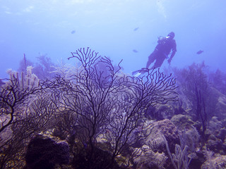 Diver over Coral