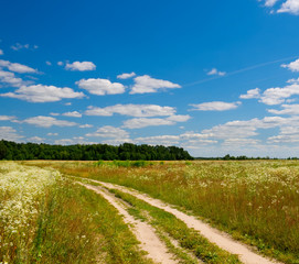 Road in the summer field
