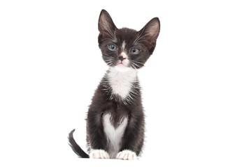 Cute eight week old Tuxedo Kitten on a white background.