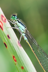damselfly