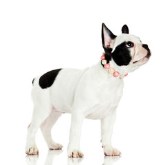 Fototapeta premium french bulldog isolated on white background