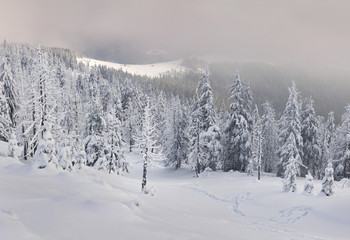 Trees covered with hoarfrost and snow in mountains