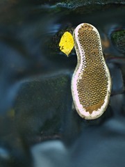 Fototapeta premium Aspen leaf on old shoe sole in blurred clear water of river