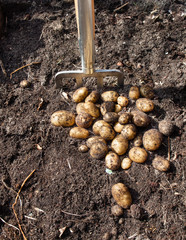 freshly harvested potatoes