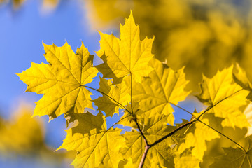 Bright colorful leaves on the branches used as background