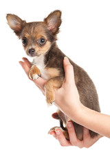 chihuahua isolated on white background