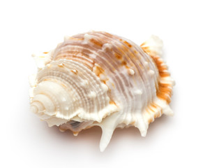 Sea shell isolated on white background