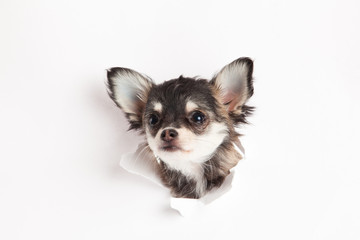 chihuahua isolated on white background