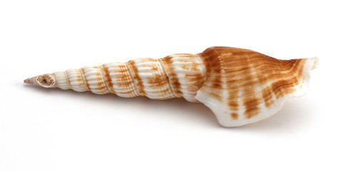 close up of a seashell on white background
