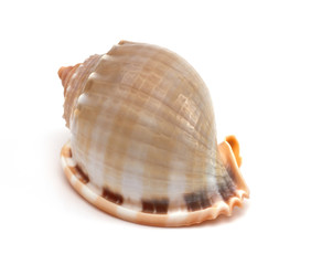 close up of a seashell on white background