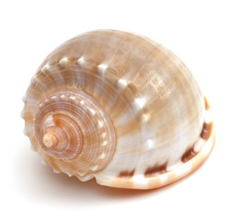 close up of a seashell on white background