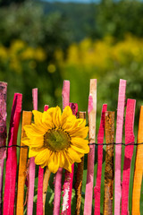 Sonnenblume am Gartenzaun