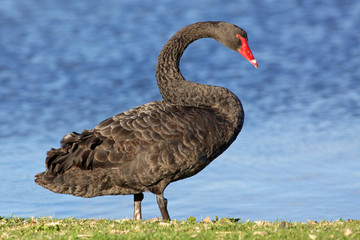 Obraz premium Black Swan