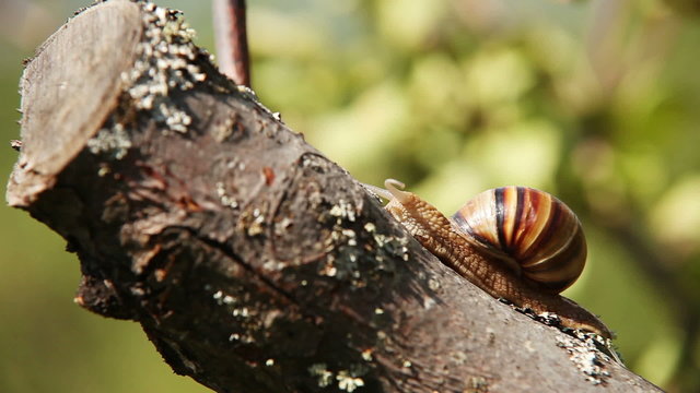 Snail climbs to the top of the branches