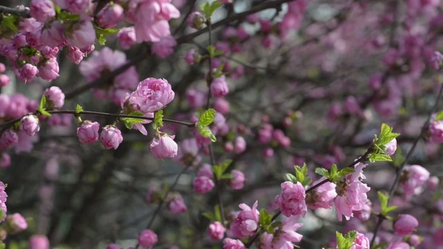 Prunus triloba var. truncata Kom. in spring, South Korea