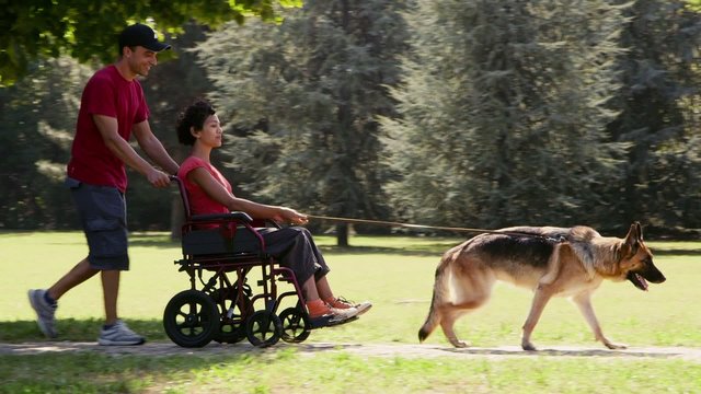 10of15 people, pets, dog sitter with alsatian dogs in park