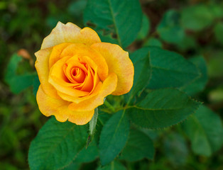 The Yellow Rose