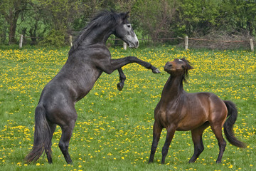Fototapeta na wymiar Fighting stallions