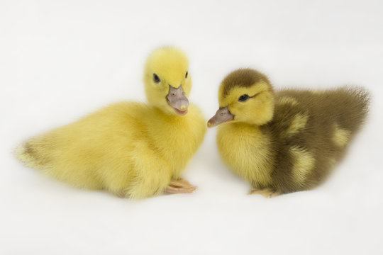 Two little ducks on a white background .