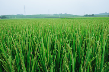Paddy Rice Fields