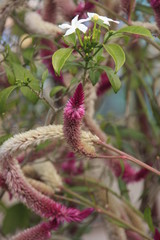 fleurs de sauge