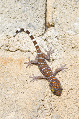 Gecko cling