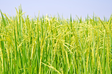 Ripening rice