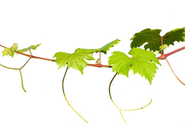 Weinblätter