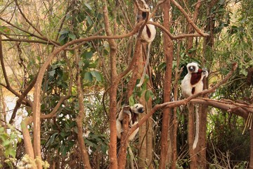 Obraz premium propithèques dans les arbres