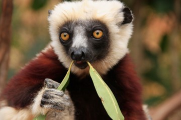 lémurien qui mange