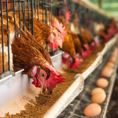 Chicken farm.