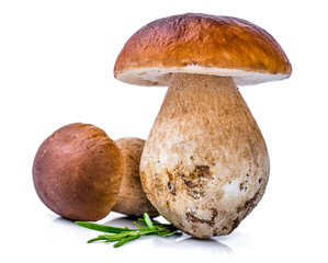 Porcini Mushroom with Rosemary © samopauser
