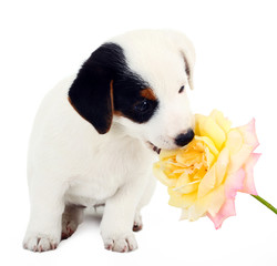 Jack Russell puppy with a big rose