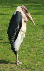 grand marabout endormi