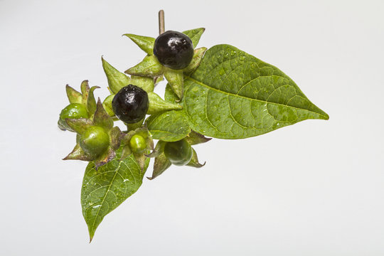 Schwarze Tollkirsche