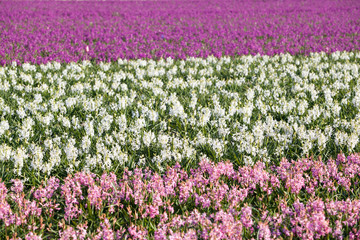 background of hyacinth flowers in spring