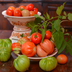 The tomato (Solanum lycopersicum)