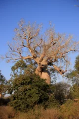 Cercles muraux Baobab les baobabs amoureux